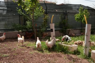 Tepebaşı Şube